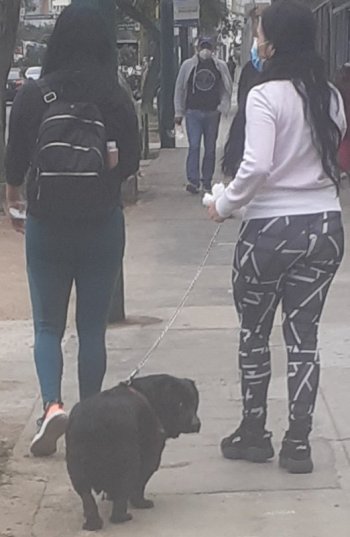 venecas paseando dog jm.jpg