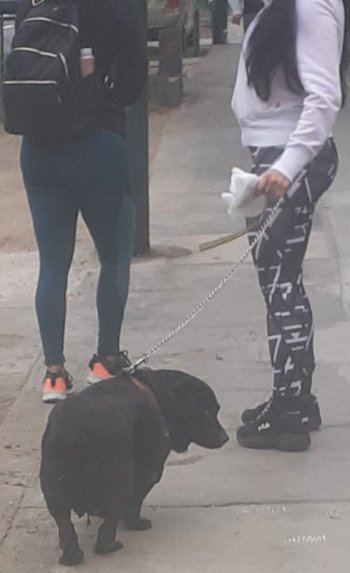 venecas paseando dog jm2.jpg