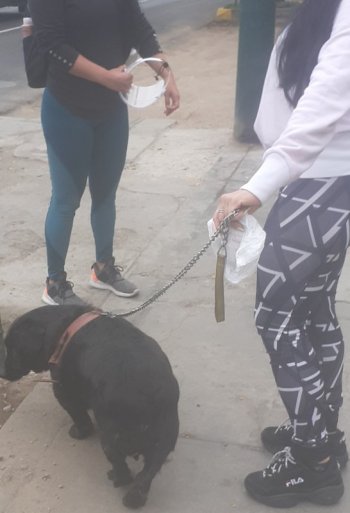 venecas paseando dog jm3.jpg