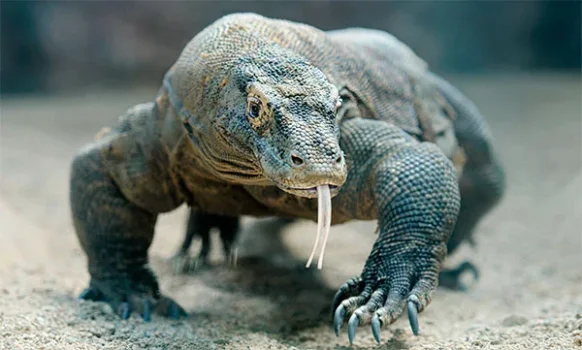 23-la-biologia-detras-de-la-peligrosa-mordedura-del-dragon-de-komodo-es-23.webp