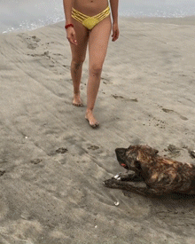 van_003.gif van_003.gif