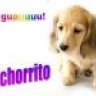 Kchorrito