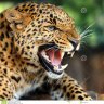Leopardo1
