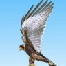 Halcón_Peregrino_