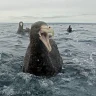 GiantPetrel