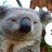 koala333