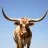 TexasLonghorn